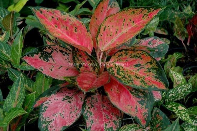 POHON KAMBOJA JEPANG di Lingkungan SDIT Madani