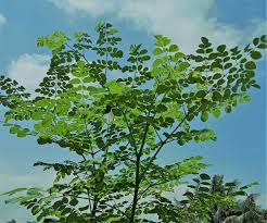 POHON KELOR