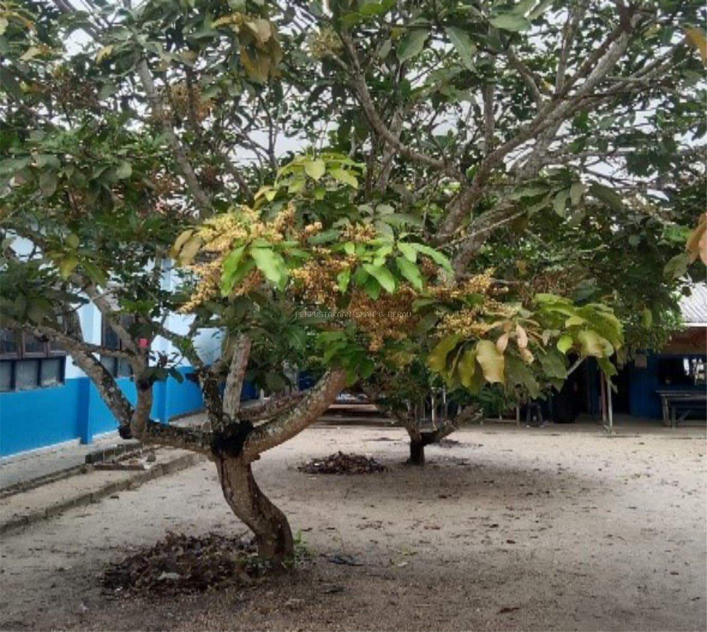 POHON MANGGA DI LINGKUNGAN SDIT Madani