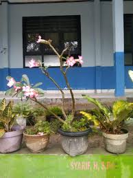 SRI REJEKI di Lingkungan SDIT Madani